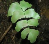 Adiantum macrophyllum Adiantum macrophyllum (Polypodiales, Pteridaceae) - Bioexploradores