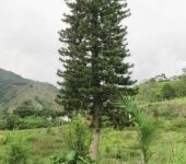 Araucaria columnar de Nueva Caledonia / Araucaria columnaris (Pinales, Araucariaceae) - Bioexploradores