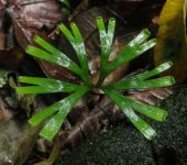 Schizaea elegans (Schizaeales, Schizaeaceae) - Bioexploradores