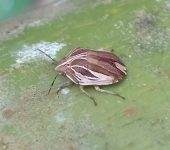 Symphylus ramivitta (Hemiptera, Scutelleridae) - Bioexploradores