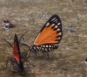 Stenele solimara (Lepidoptera, Geometridae) - Bioexploradores