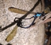 Cora inca (Odonata, Polythoridae) - Bioexploradores