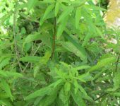 Cidrón / Limoncillo / Aloysia citrodora (Lamiales, Verbenaceae) - Bioexploradores