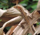 Abaniquillo colombiano de la hierba / Anolis auratus (Squamata, Dactyloidae) - Bioexploradores