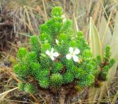 Aragoa occidentalis Aragoa occidentalis (Lamiales, Plantaginaceae) - Bioexploradores