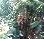 Attalea amygdalina Táparo del río Cauca / Attalea amygdalina (Arecales, Arecaceae) - Bioexploradores