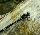 Rayadora vivaz / Brechmorhoga vivax (Odonata, Libellulidae) - Bioexploradores