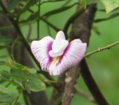 Centrosema macrocarpum (Fabales, Fabaceae) - Bioexploradores