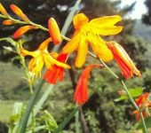 Crocosmia x crocosmiiflora Crocosmia x crocosmiiflora (Asparagales, Iridaceae) - Bioexploradores