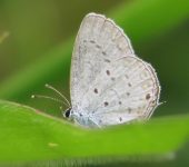 Cupido comyntas Mariposa azul con cola / Eastern tailed-blue / Cupido comyntas (Lepidoptera, Lycaenidae) - Bioexploradores