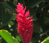 Ginger / Alpinia purpurata (Zingiberales, Zingiberaceae) - Bioexploradores