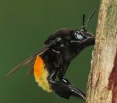 Abeja amarilla de las orquídeas / Eulaema polychroma (Hymenoptera, Apidae) - Bioexploradores