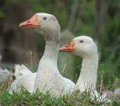 Ganso doméstico / Domestic Geese / Anser anser domesticus (Anseriformes, Anatidae) - Bioexploradores