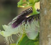 Maracuyá / Passiflora edulis (Malpighiales, Passifloraceae) - Bioexploradores