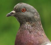 Columba livia Paloma bravía / Paloma doméstica / Rock Pigeon / Columba livia (Columbiformes, Columbidae) - Bioexploradores