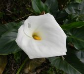 Cartucho / Alcatraz sudafricano / Zantedeschia aethiopica (Alismatales, Araceae) - Bioexploradores