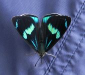 Perisama yeba guerini Perisama yeba guerini (Lepidoptera, Nymphalidae) - Bioexploradores