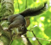 Sciurus pucheranii Ardilla andina / Sciurus pucheranii (Rodentia, Sciuridae) - Bioexploradores