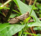 Abracris flavolineata (Orthoptera, Acrididae) - Bioexploradores