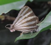 Laothus gibberosa Laothus gibberosa (Lepidoptera, Lycaenidae) - Bioexploradores