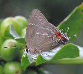 Strymon gabatha Great Scrub-Hairstreak / Strymon gabatha (Lepidoptera, Lycaenidae) - Bioexploradores