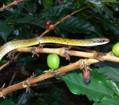Corredora del bosque / Forest Racer / Dendrophidion bivittatus (Squamata, Colubridae) - Bioexploradores