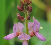 Cadillo juancho / Desmodium tortuosum (Fabales, Fabaceae) - Bioexploradores
