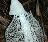Velo de novia / Phallus indusiatus (Phallales, Phallaceae) - Bioexploradores