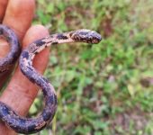 Culebra caracolera jaspeada / Sibon nebulatus (Squamata, Colubridae) - Bioexploradores