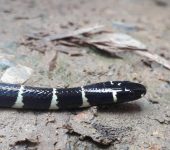 Falsa coral pescadora / Pliocercus euryzonus (Squamata, Colubridae) - Bioexploradores