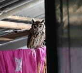 Búho gritón / Striped Owl / Asio clamator (Strigiformes, Strigidae) - Bioexploradores