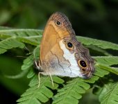 Graphita griphe Graphita griphe (Lepidoptera, Nymphalidae) - Bioexploradores