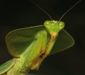 Mantis de escudo / Choeradodis rhombicollis (Mantodea, Mantidae) - Bioexploradores