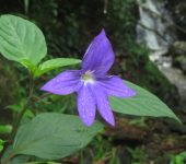 Browallia speciosa Caucana / Browallia speciosa (Solanales, Solanaceae) - Bioexploradores