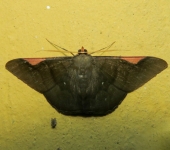 Sphacelodes vulneraria (Lepidoptera, Geometridae) - Bioexploradores