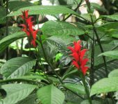 Pavoncillo rojo / Stenostephanus leiorhachis (Lamiales, Acanthaceae) - Bioexploradores