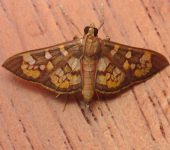 Prenesta fenestrinalis (Lepidoptera, Crambidae) - Bioexploradores