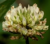 Trébol blanco / Trifolium repens (Fabales, Fabaceae) - Bioexploradores
