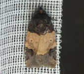Hampsonodes melagona (Lepidoptera, Noctuidae) - Bioexploradores