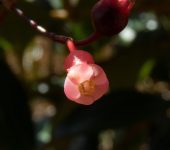 Miconia rhodantha (Myrtales, Melastomataceae) - Bioexploradores