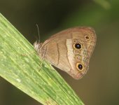 Erichthodes jovita Erichthodes jovita (Lepidoptera, Nymphalidae) - Bioexploradores