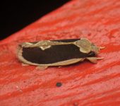 Stenoma adytodes (Lepidoptera, Depressariidae) - Bioexploradores