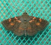 Antiblemma rubida (Lepidoptera, Erebidae) - Bioexploradores