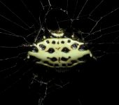 Araña tejedora espinosa / Gasteracantha cancriformis (Araneae, Araneidae) - Bioexploradores