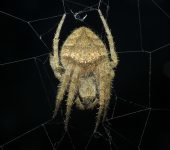 Araña tejedora de una línea / Eriophora edax (Araneae, Araneidae) - Bioexploradores