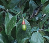 Ocotea valeriana (Laurales, Lauraceae) - Bioexploradores