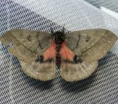 Automeris del Chocó / Automeris choco (Lepidoptera, Saturniidae) - Bioexploradores