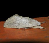 Hemiceras tedo (Lepidoptera, Notodontidae) - Bioexploradores
