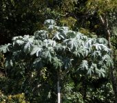 Yarumo blanco / Cecropia telealba (Rosales, Urticaceae) - Bioexploradores