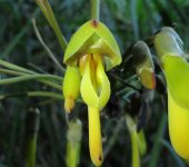 Mucuna mutisiana (Fabales, Fabaceae) - Bioexploradores